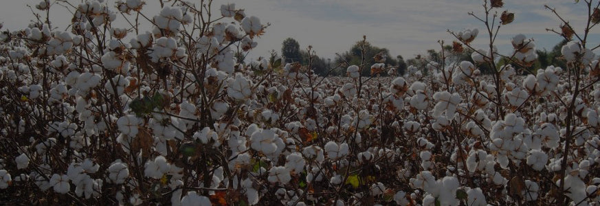 An organic cotton field